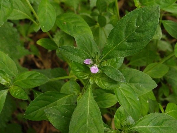 山道の花が続く