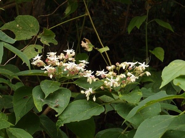 山道の花が続く