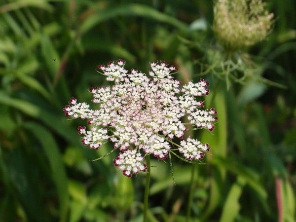 家のお花