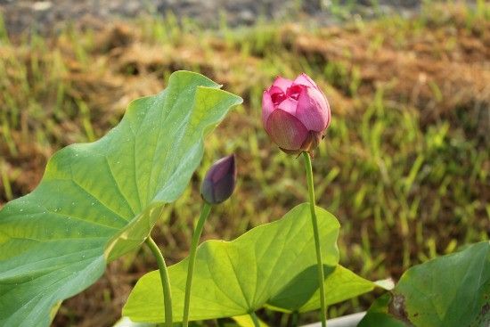 茶碗蓮と夏水仙