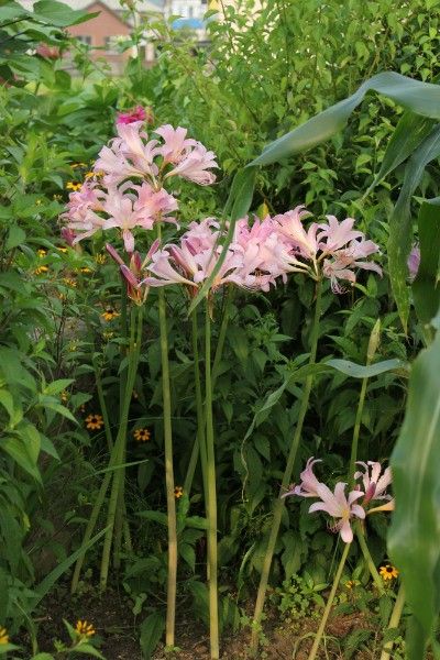 茶碗蓮と夏水仙