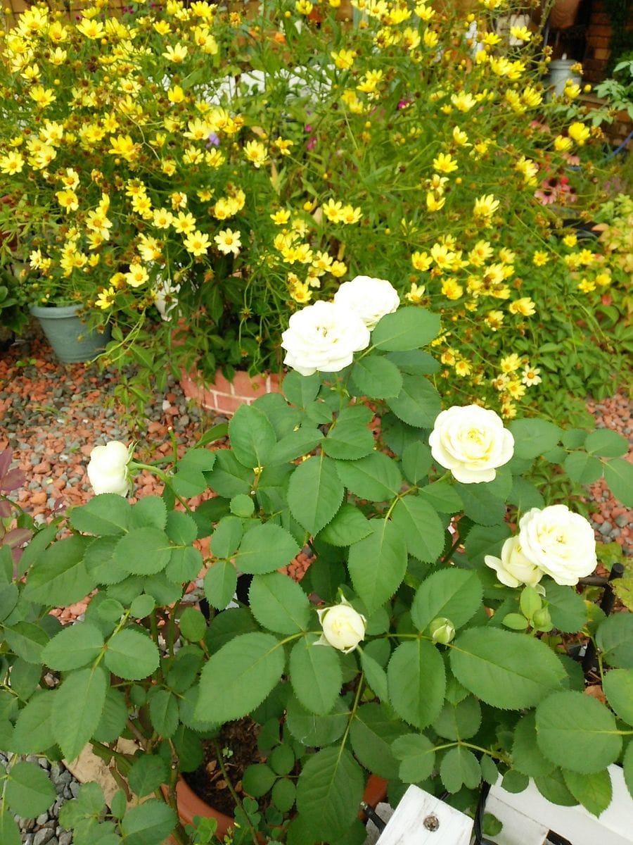 今朝の薔薇