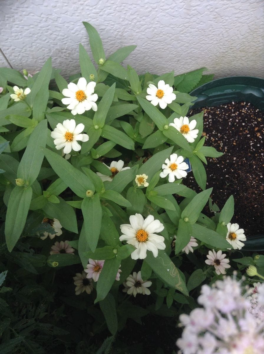 白いお花が元気です！