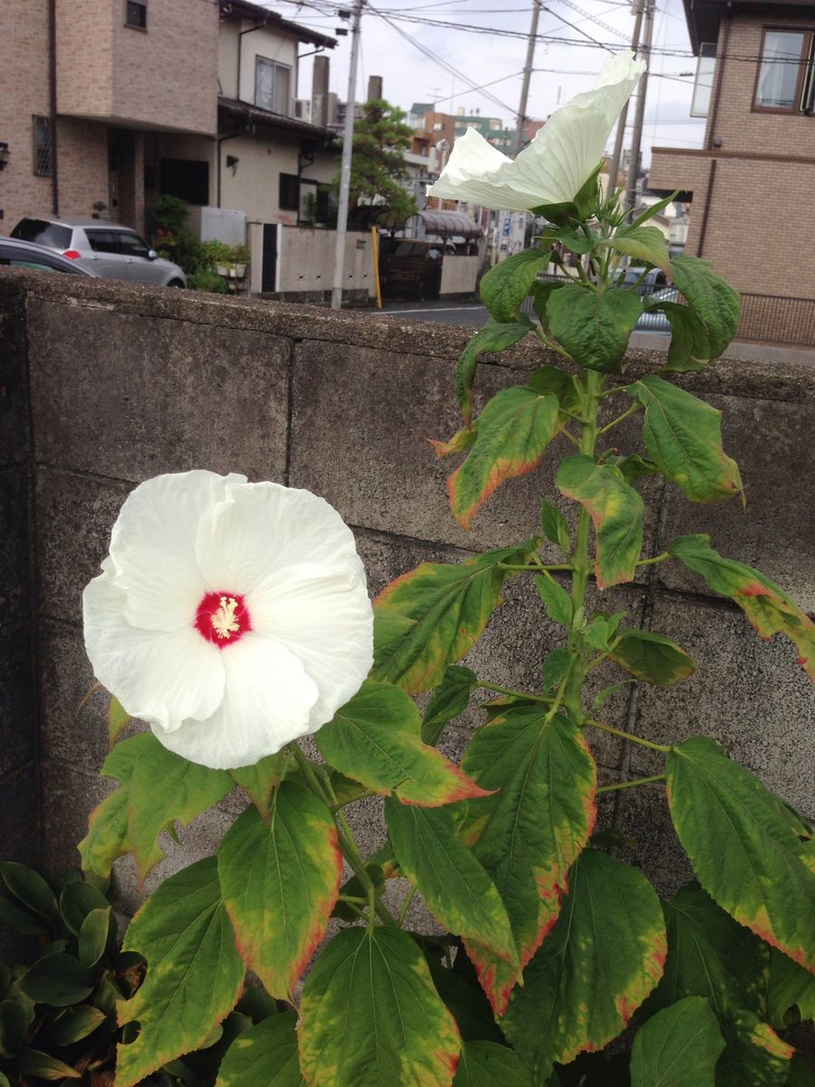 こちらは夏バテお疲れの花