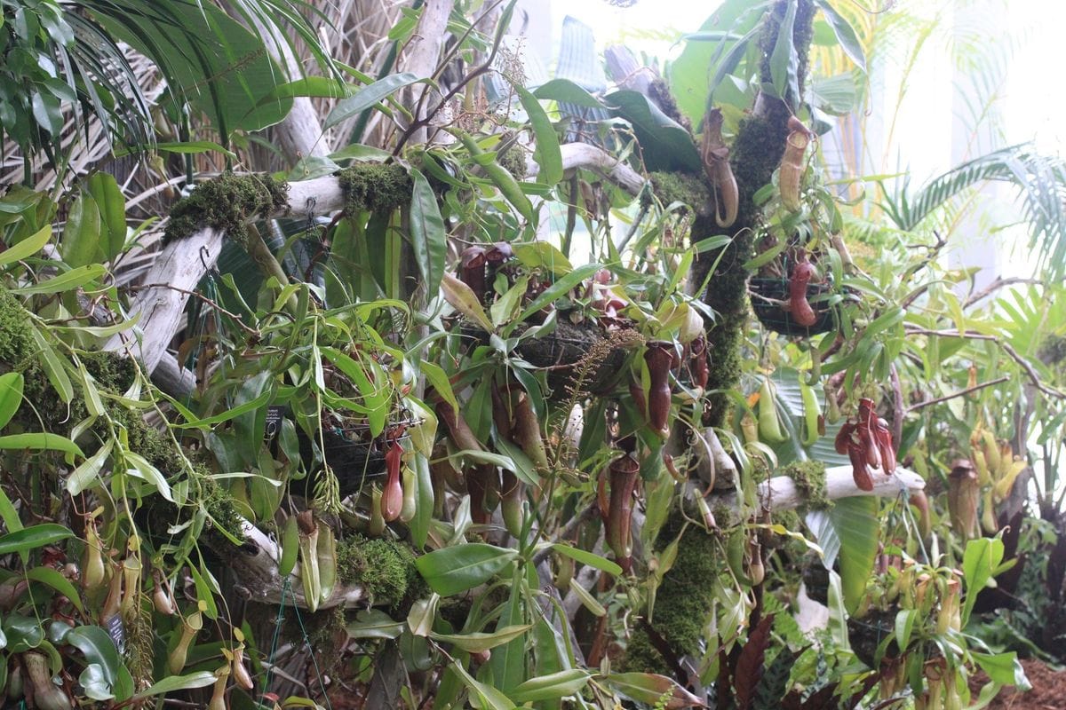 植物園に行こう～新潟県立植物園！