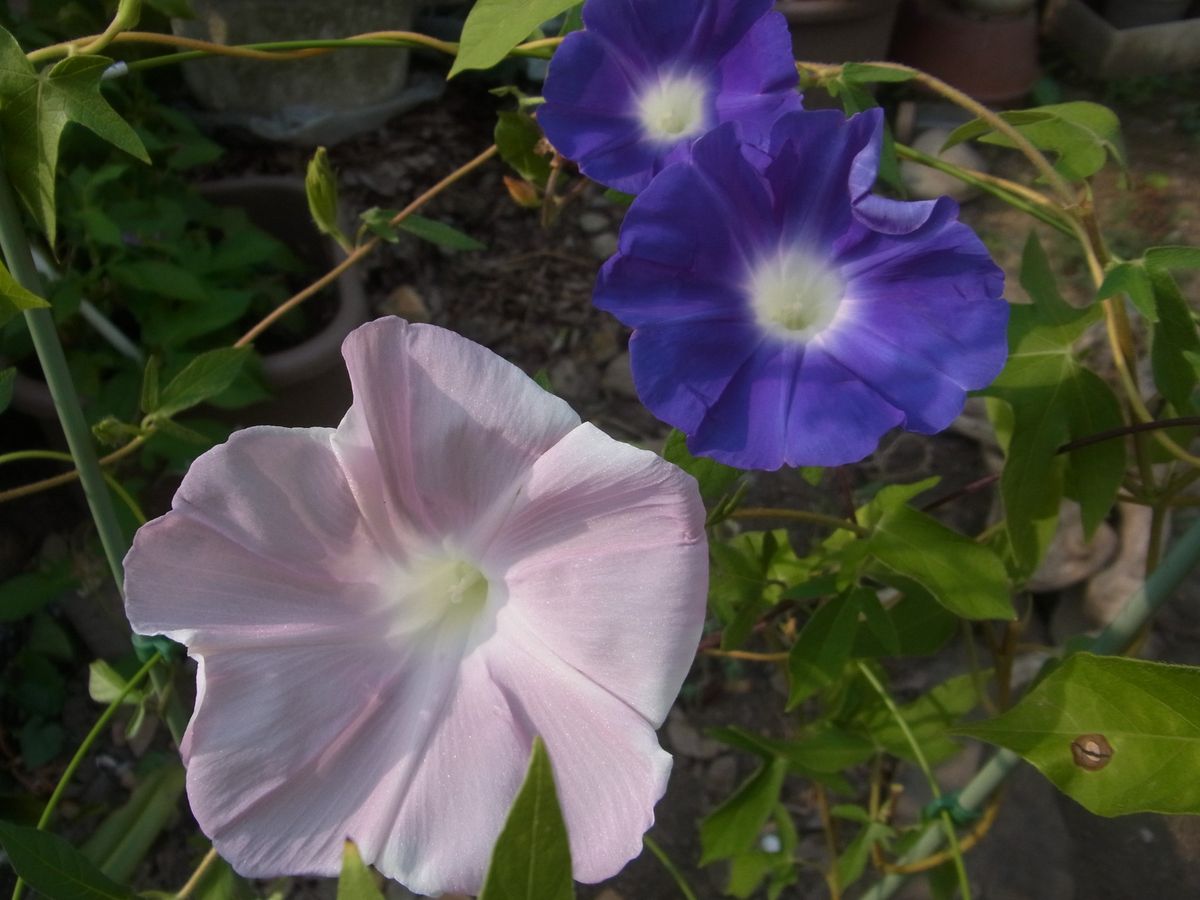 今日の可愛いお花　２