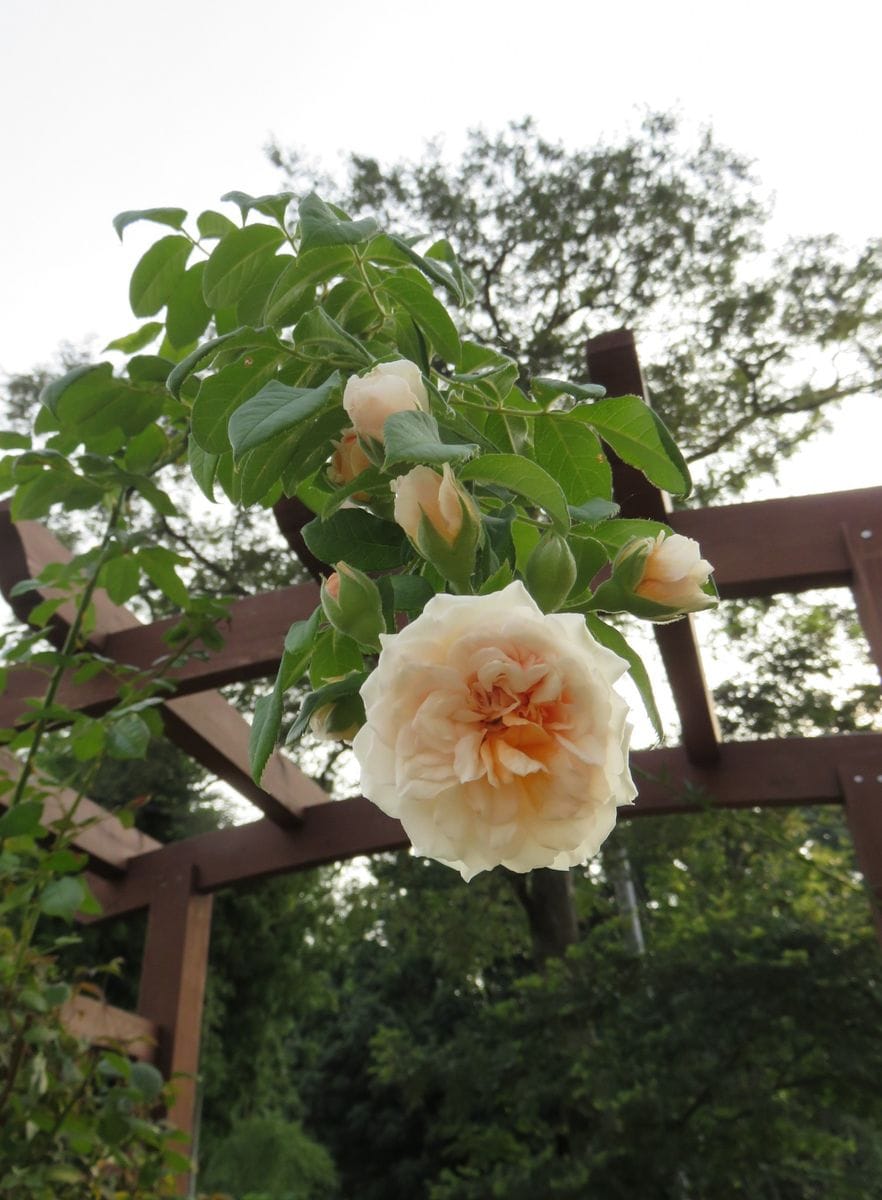 夏の庭の花達