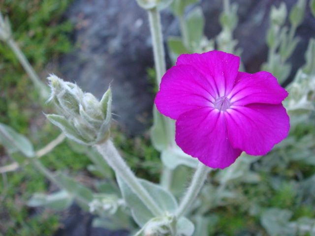 今日の開花！