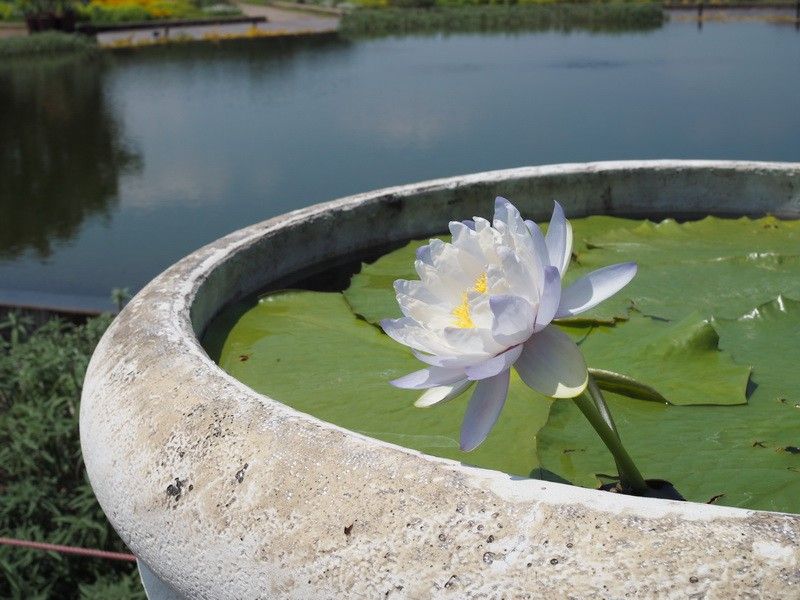 木曽三川公園・フラワーパーク江南（熱帯性スイレン）