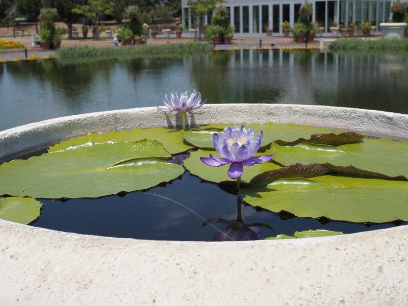 木曽三川公園・フラワーパーク江南（熱帯性スイレン）