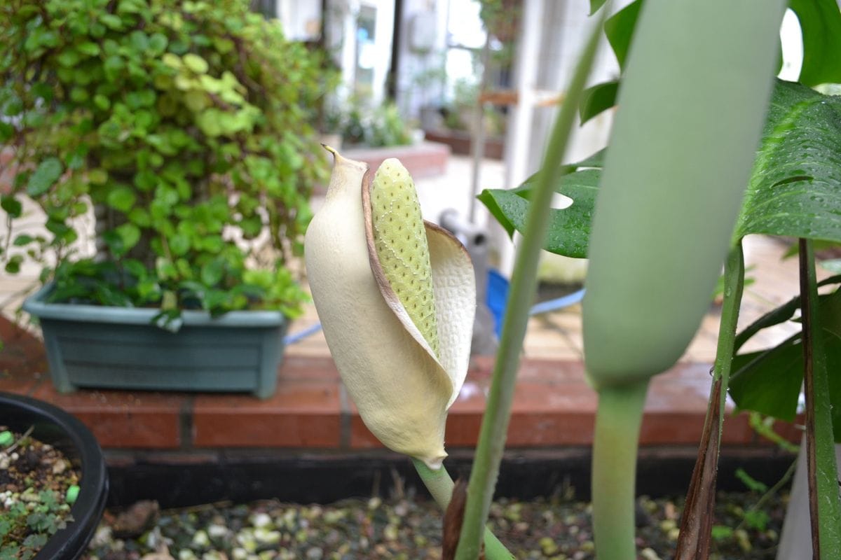 モンステラの花が咲きました。