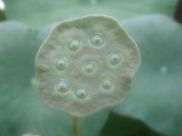 蓮・小舞妃･･･3日めの花