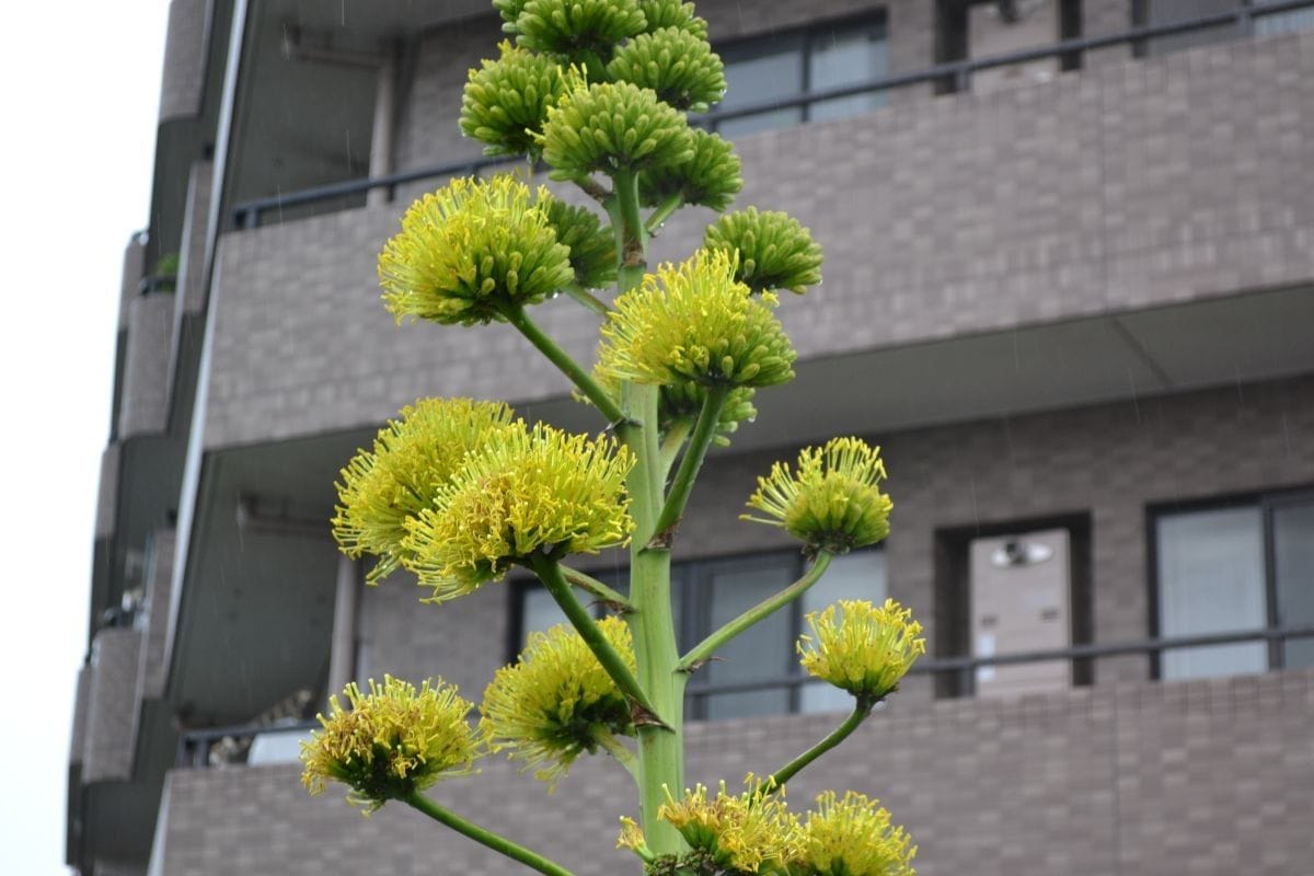 リュウゼツランの花はいつ咲くの？