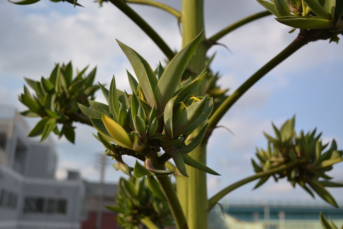 リュウゼツランの花はいつ咲くの？