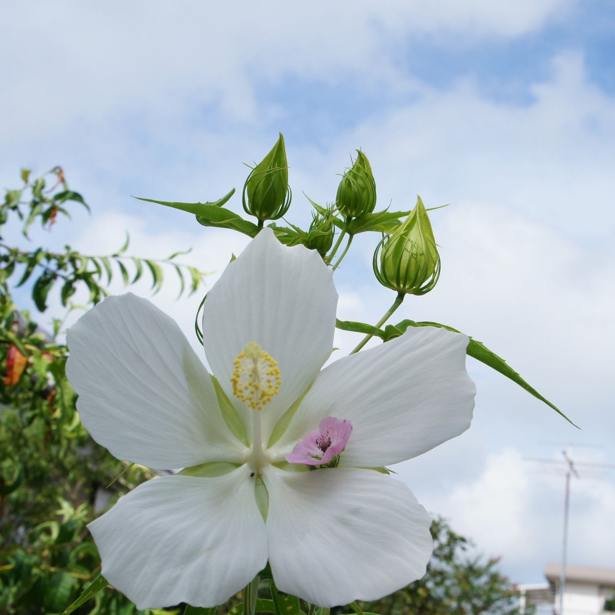 白花無事咲きました～[i:155]　アオイ科