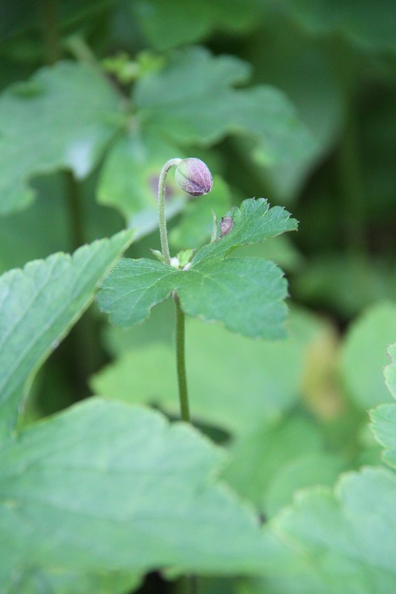 秋の花