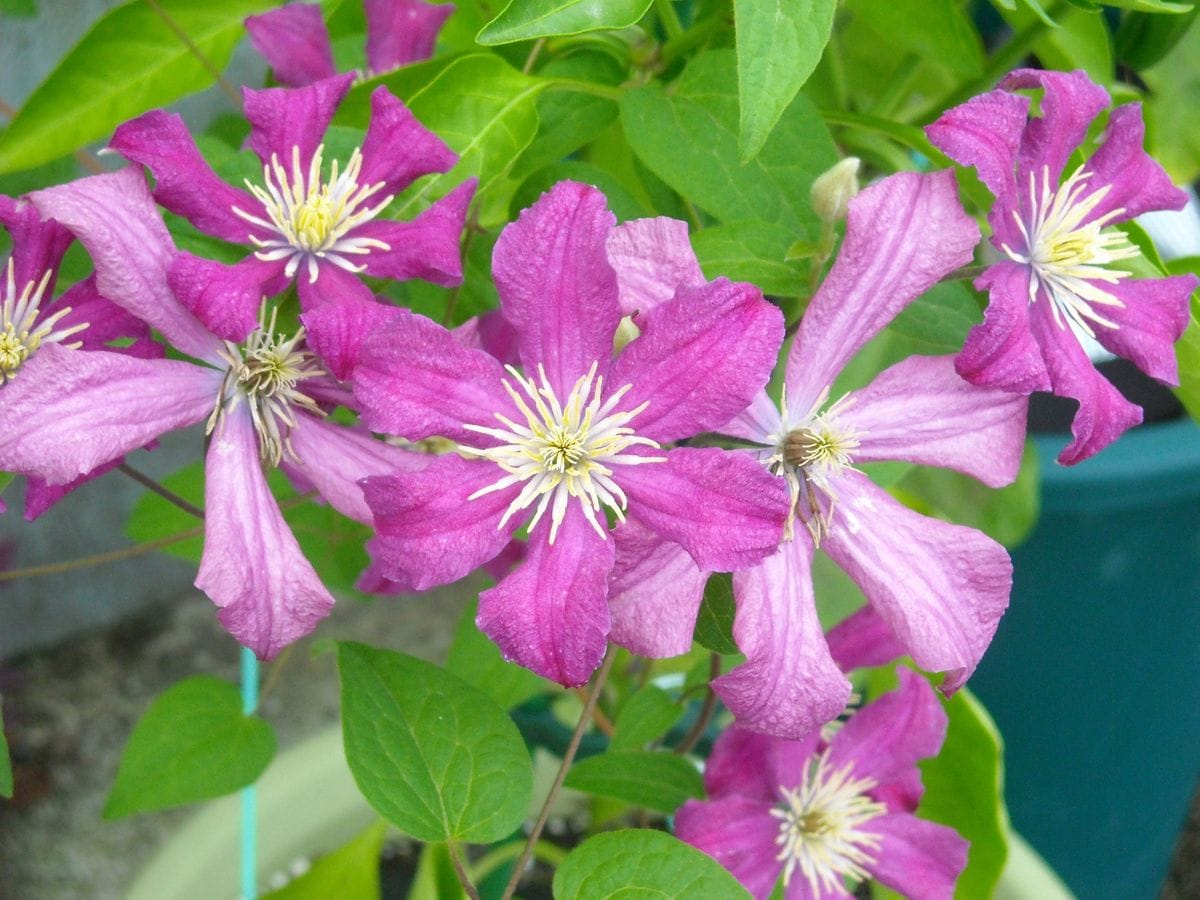 それでも花は咲く･･･