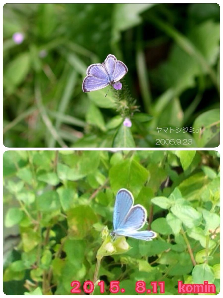 お花みたいな、チョウチョが(*^▽^*)