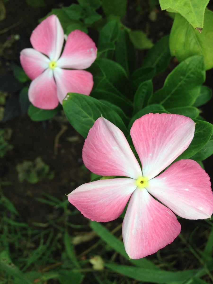 パープルフラッシュにお花が👀