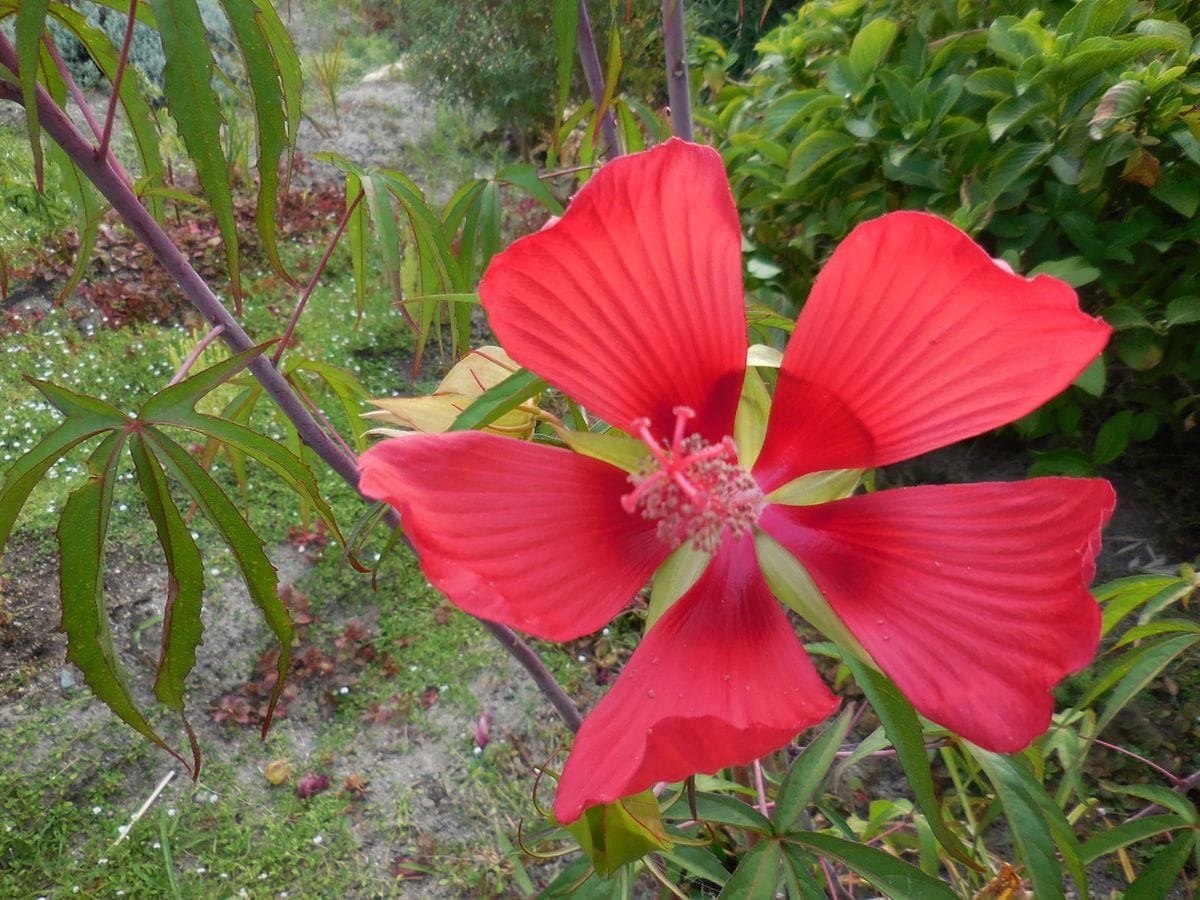 夏でも元気・・・