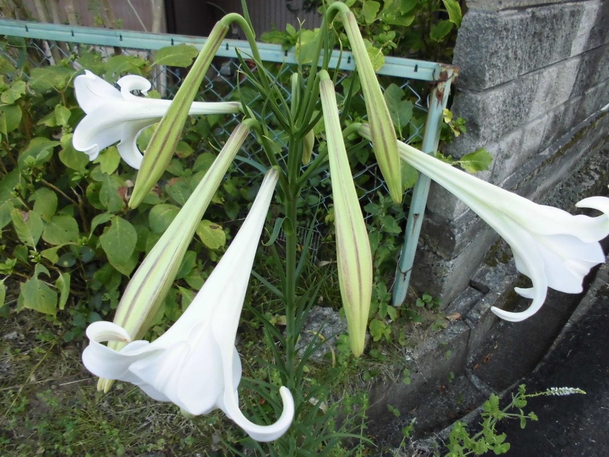 タカサゴユリ  ナナカマド  サルスベリ