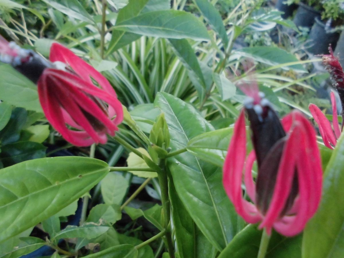 鉢植えの花木