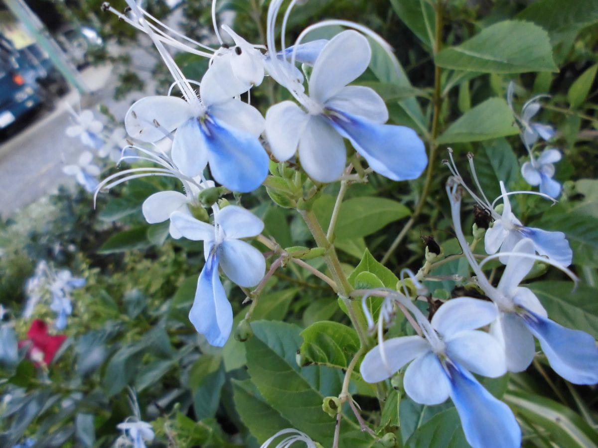 鉢植えの花木