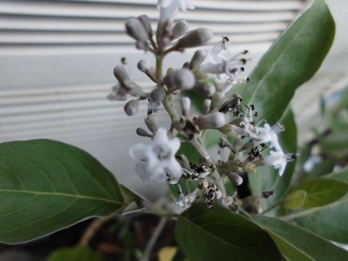 鉢植えの花木