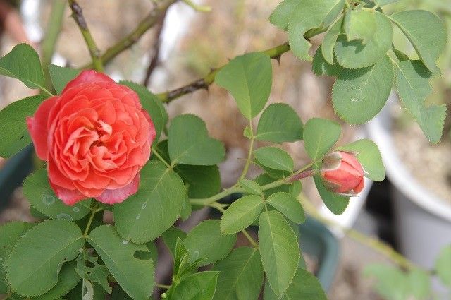 鉢植えの花