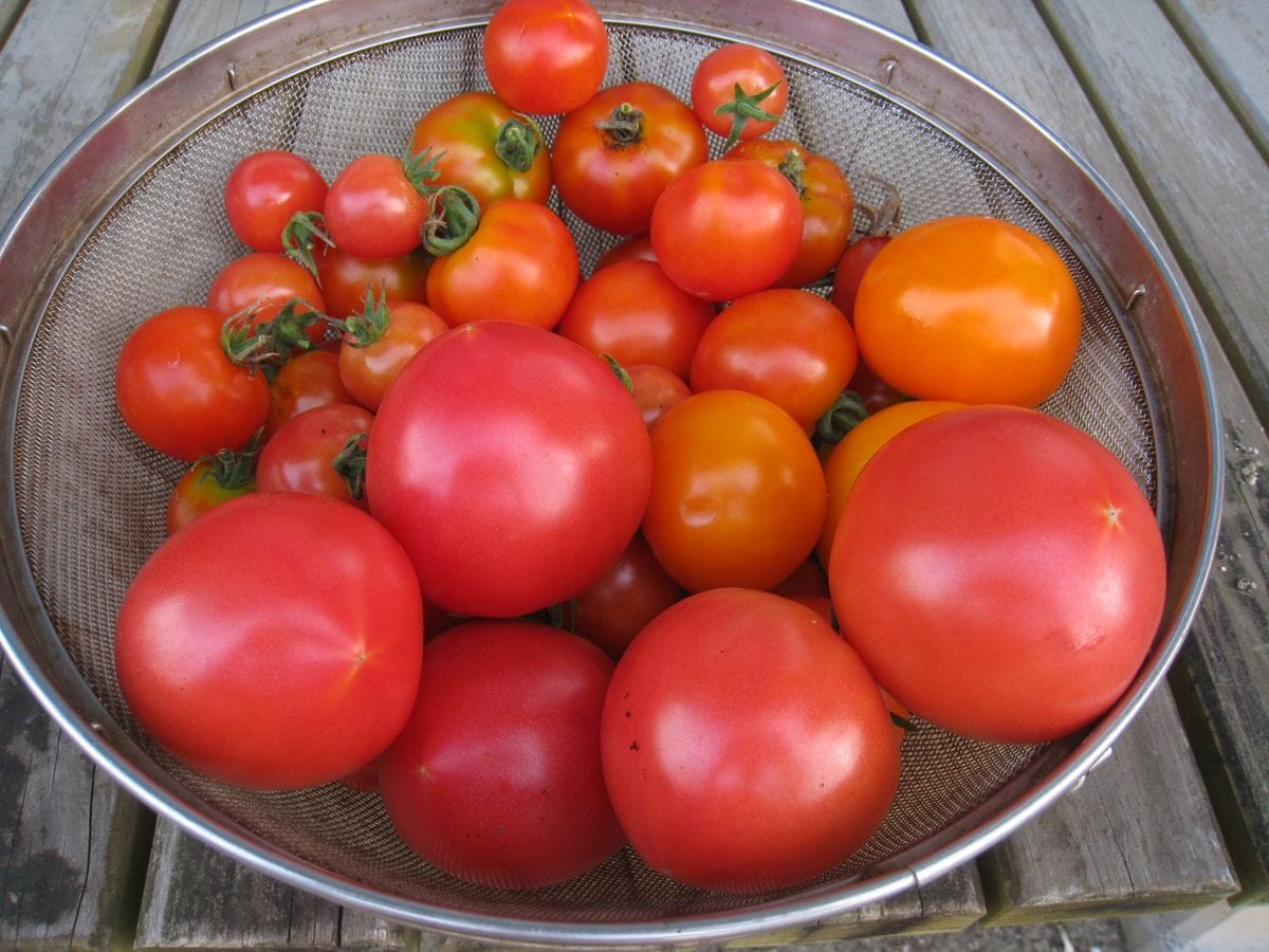 野菜の時間　真っ赤なトマト他