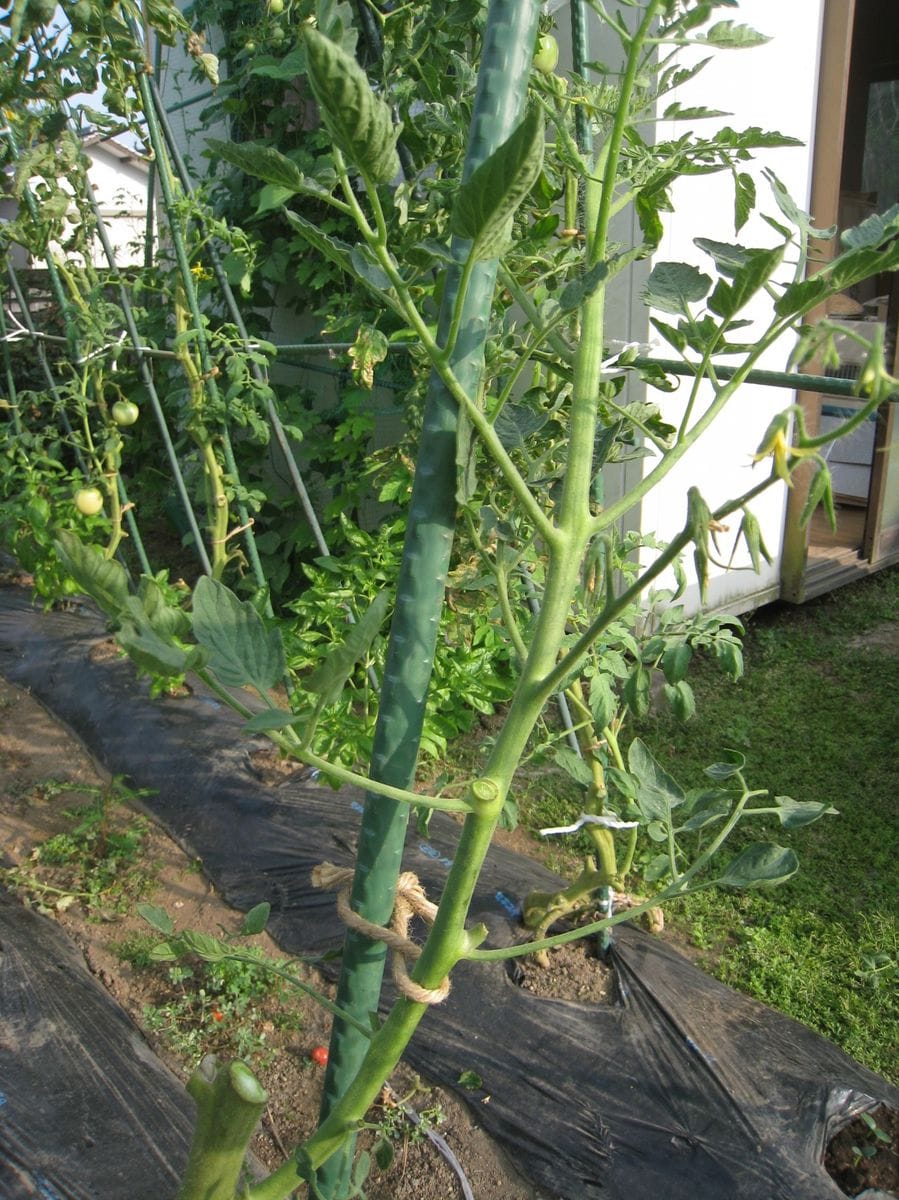 野菜の時間　真っ赤なトマト他