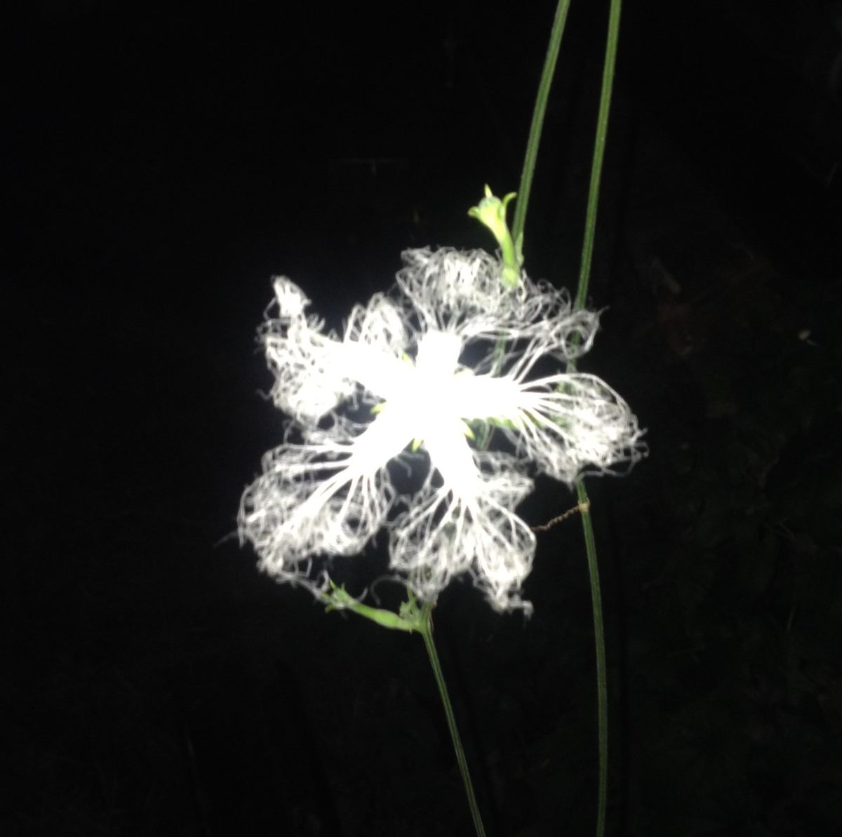 「銀河鉄道の夜」に咲く花