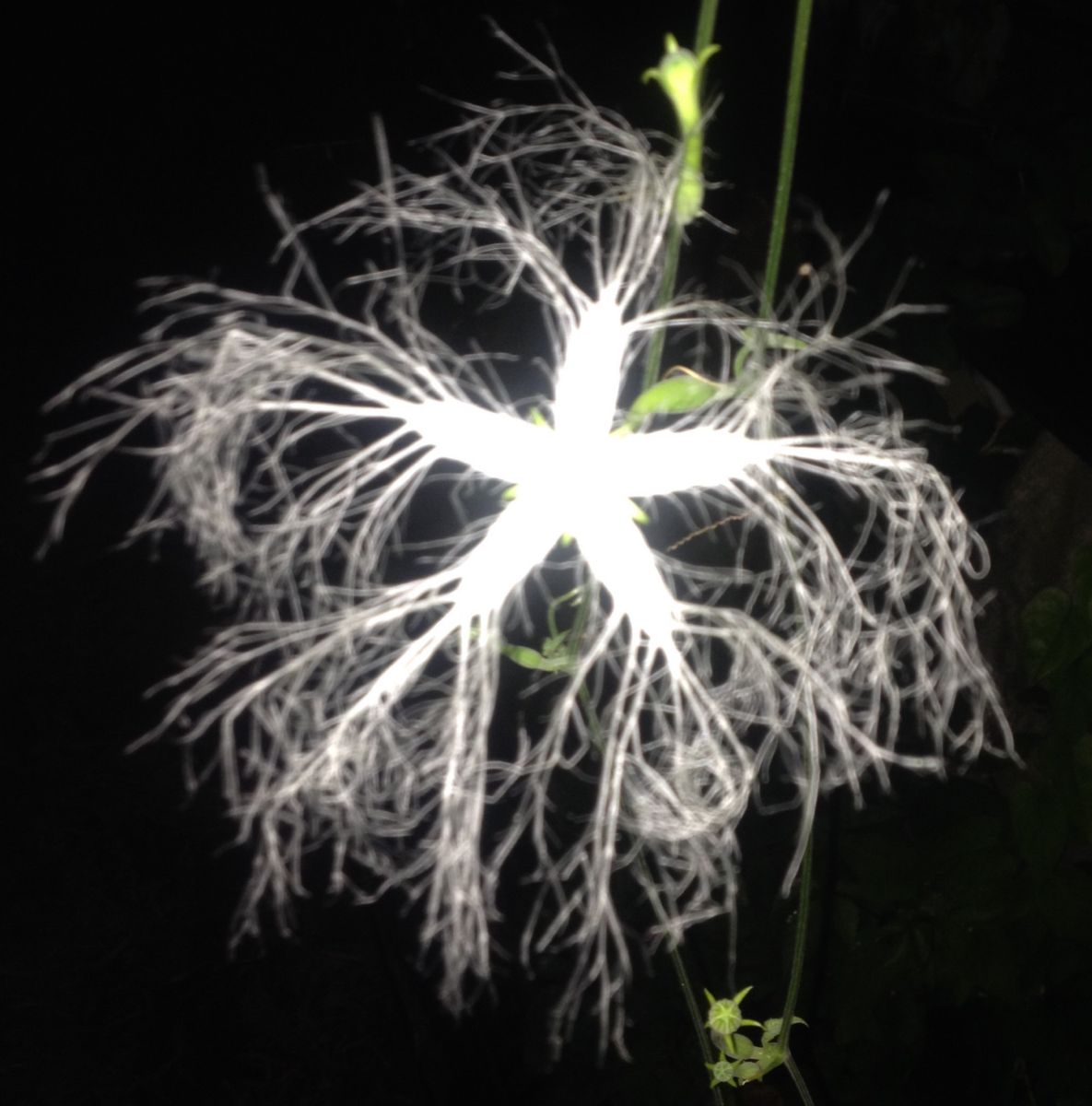 「銀河鉄道の夜」に咲く花