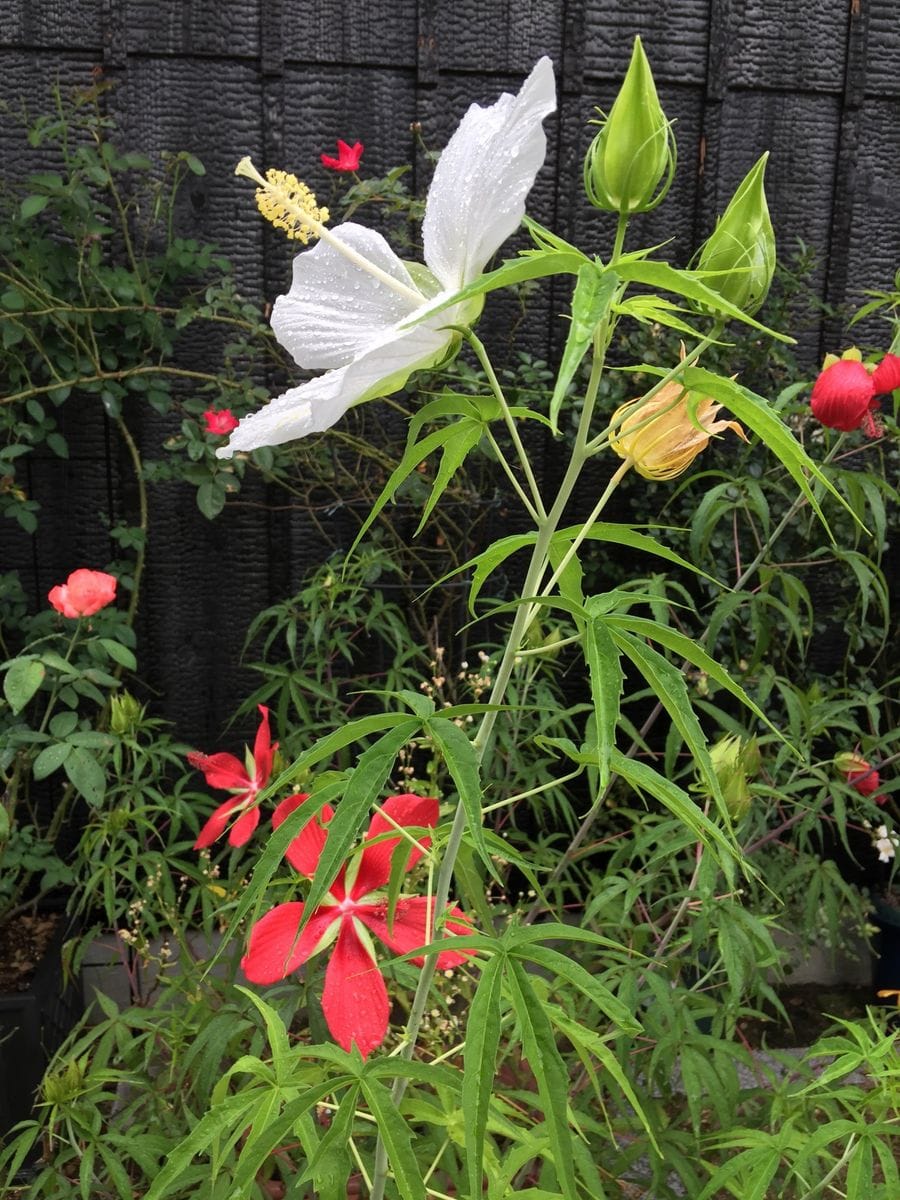 今日の花