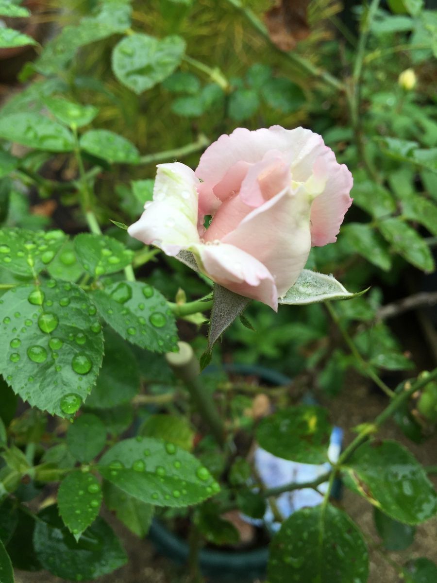 今日の花