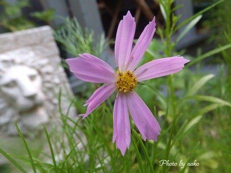 ～待ってました・・朝顔～