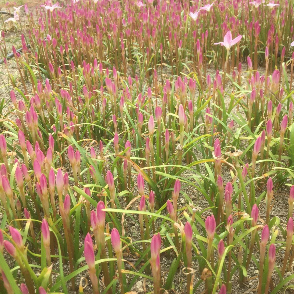 レインリリーの開花コントロール