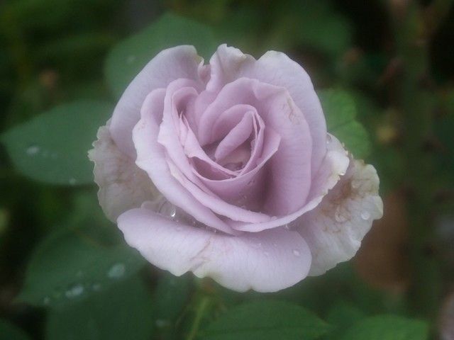 雨に濡れた今日のバラ④