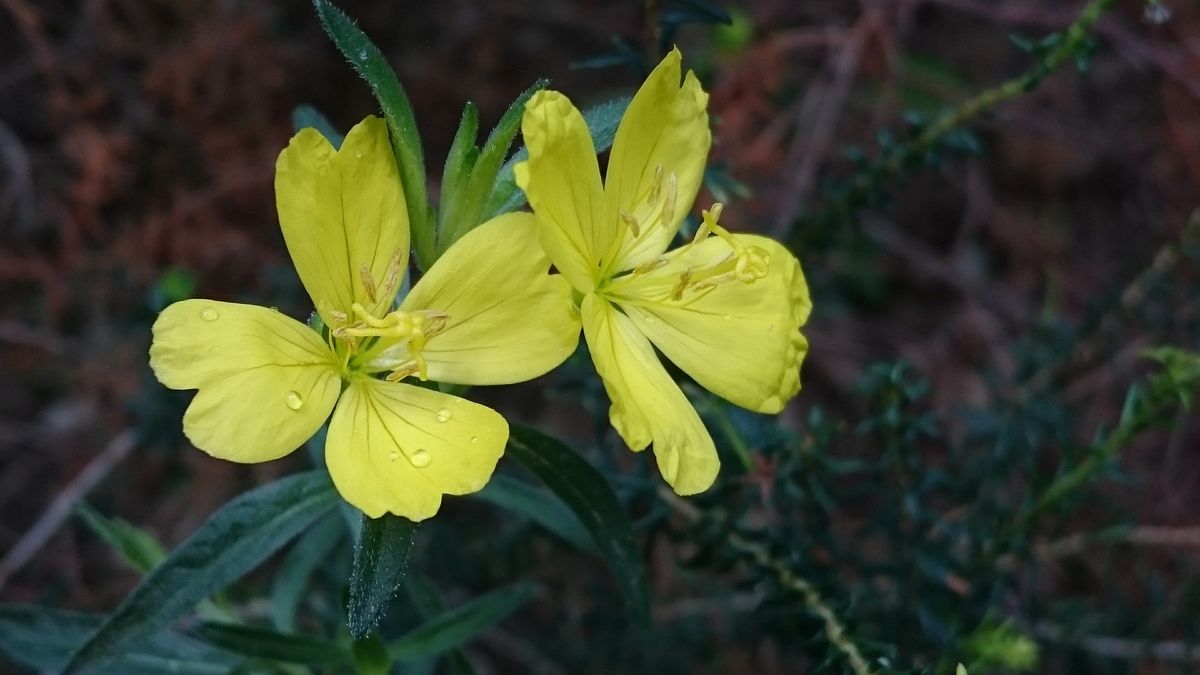 庭に咲く草花たち