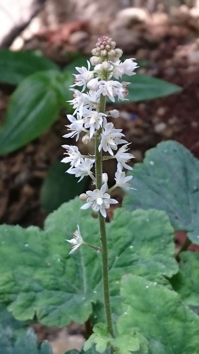 庭に咲く草花たち