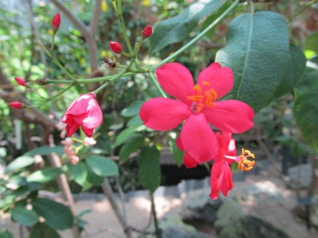 名前がわからない植物。咲くやこの花館