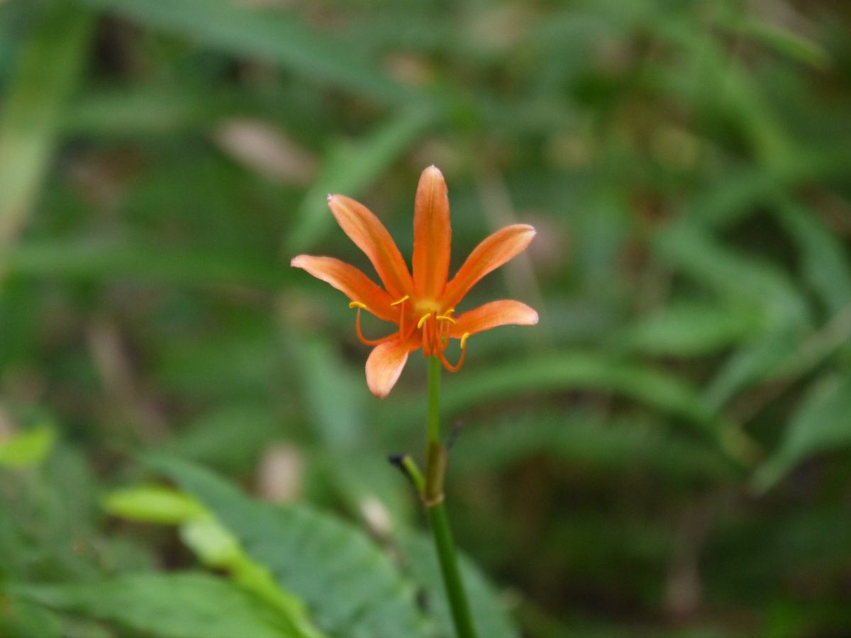 ① キツネノカミソリの群生を見に行ったのですが....。