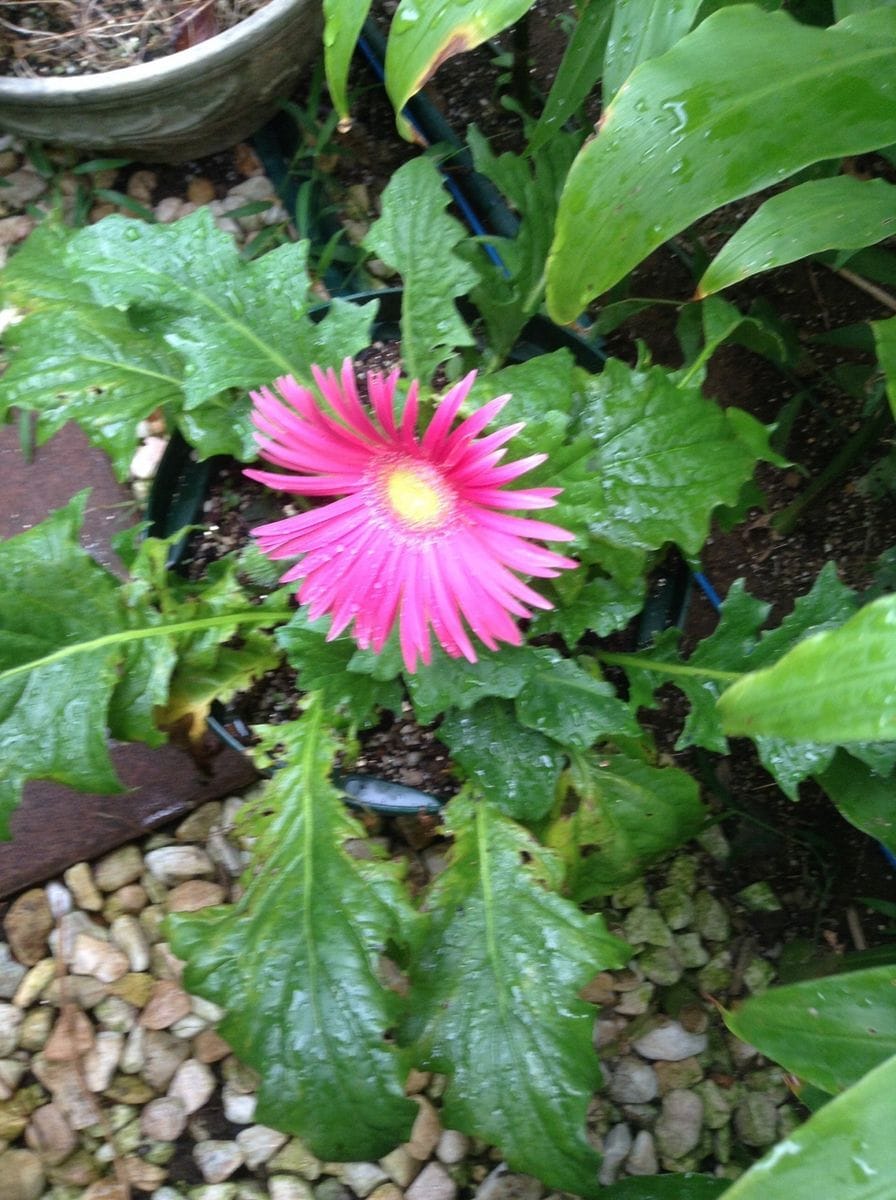 雨上がりに咲きました！