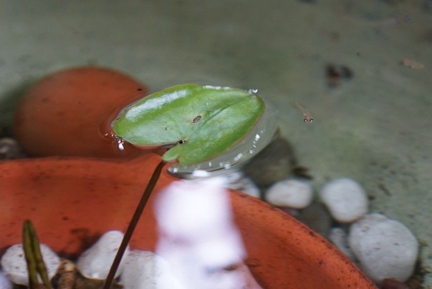 熱帯睡蓮、子株植え付けて２日です。