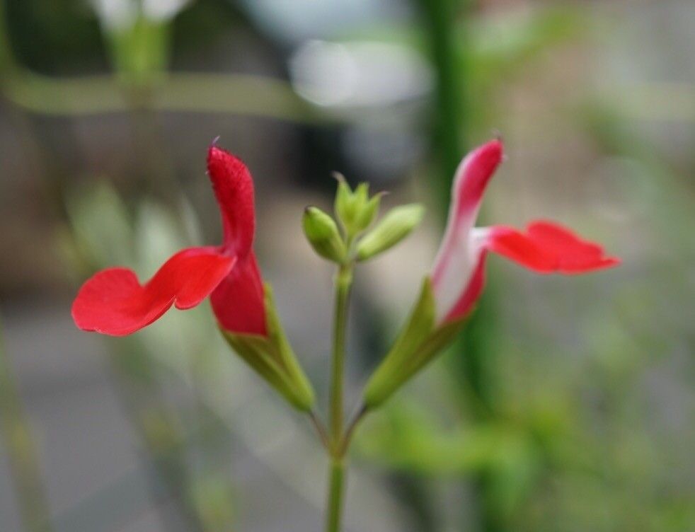 熱帯睡蓮、子株植え付けて２日です。