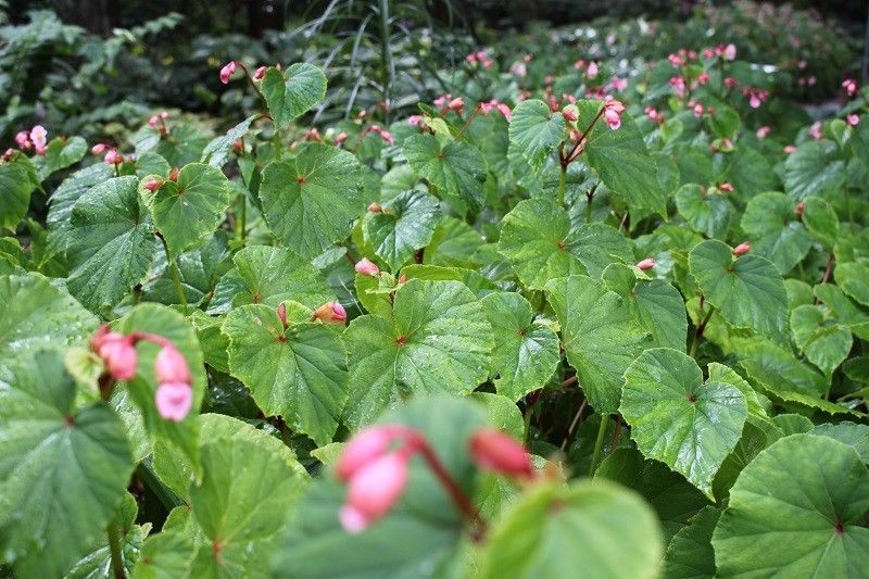 秋の訪れを告げる「シュウカイドウ」