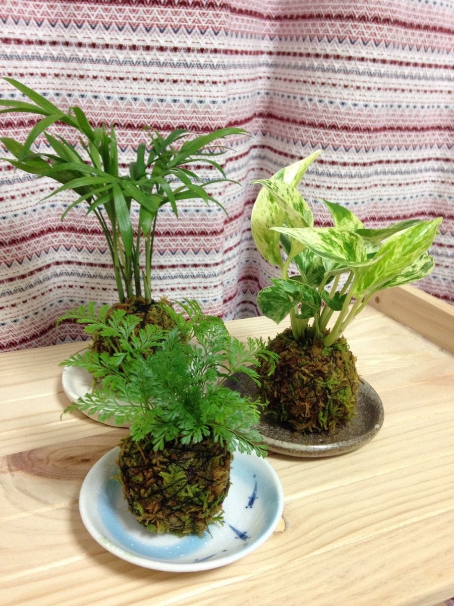 苔玉大作戦 〜ミニ観葉〜