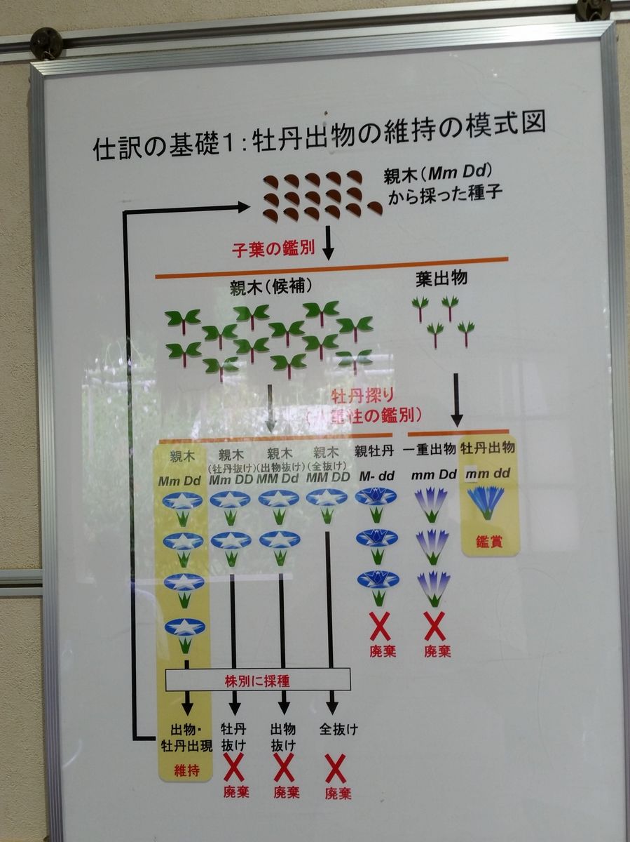 佐倉歴博・変化朝顔