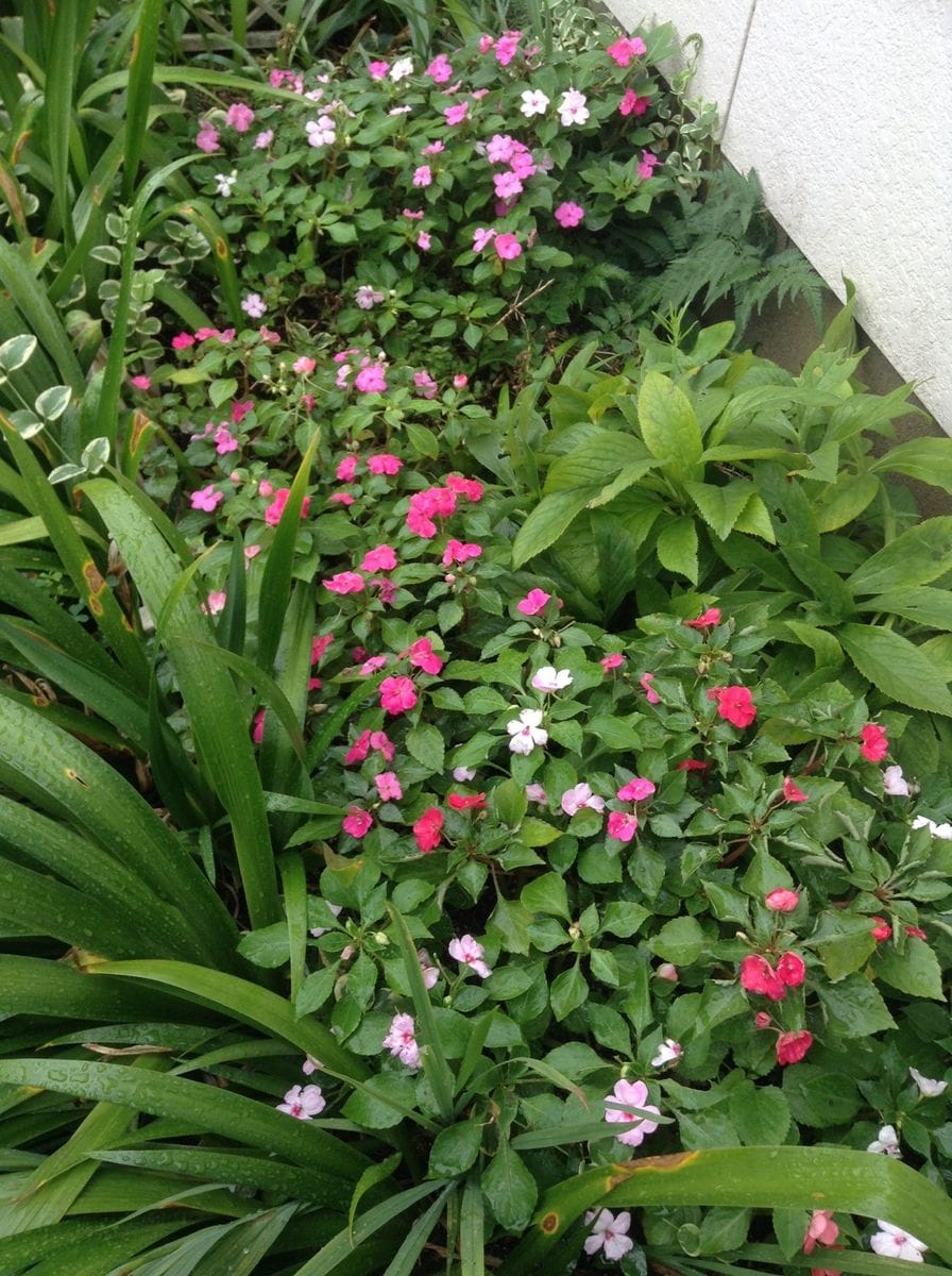 今日は朝から仕事です！雨でイキイキ！！