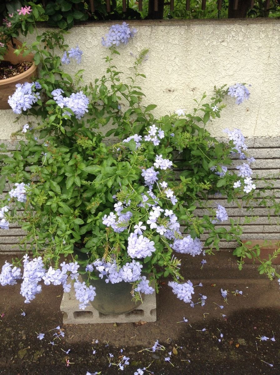 今日は朝から仕事です！雨でイキイキ！！